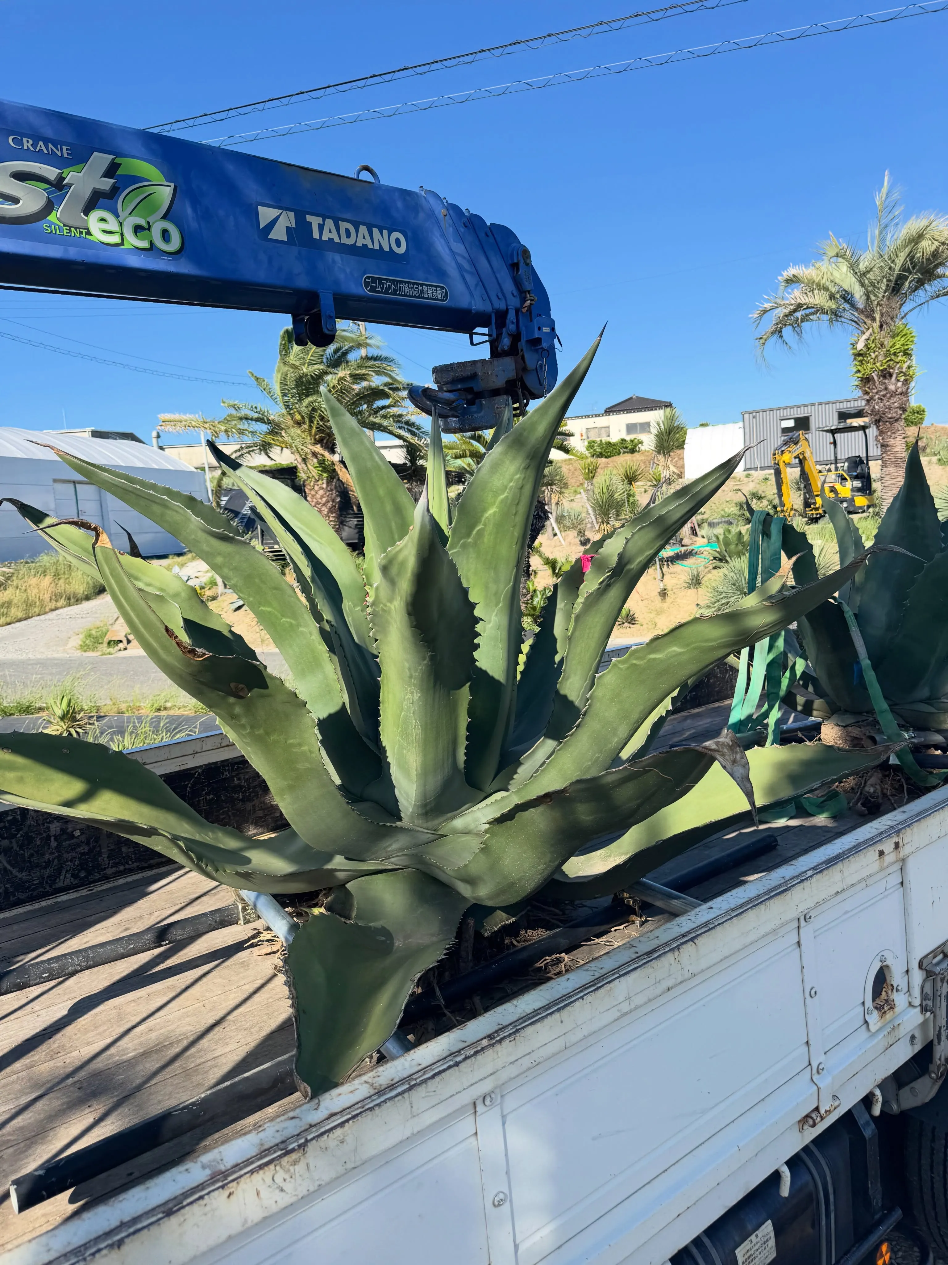 大型のアガベの出荷