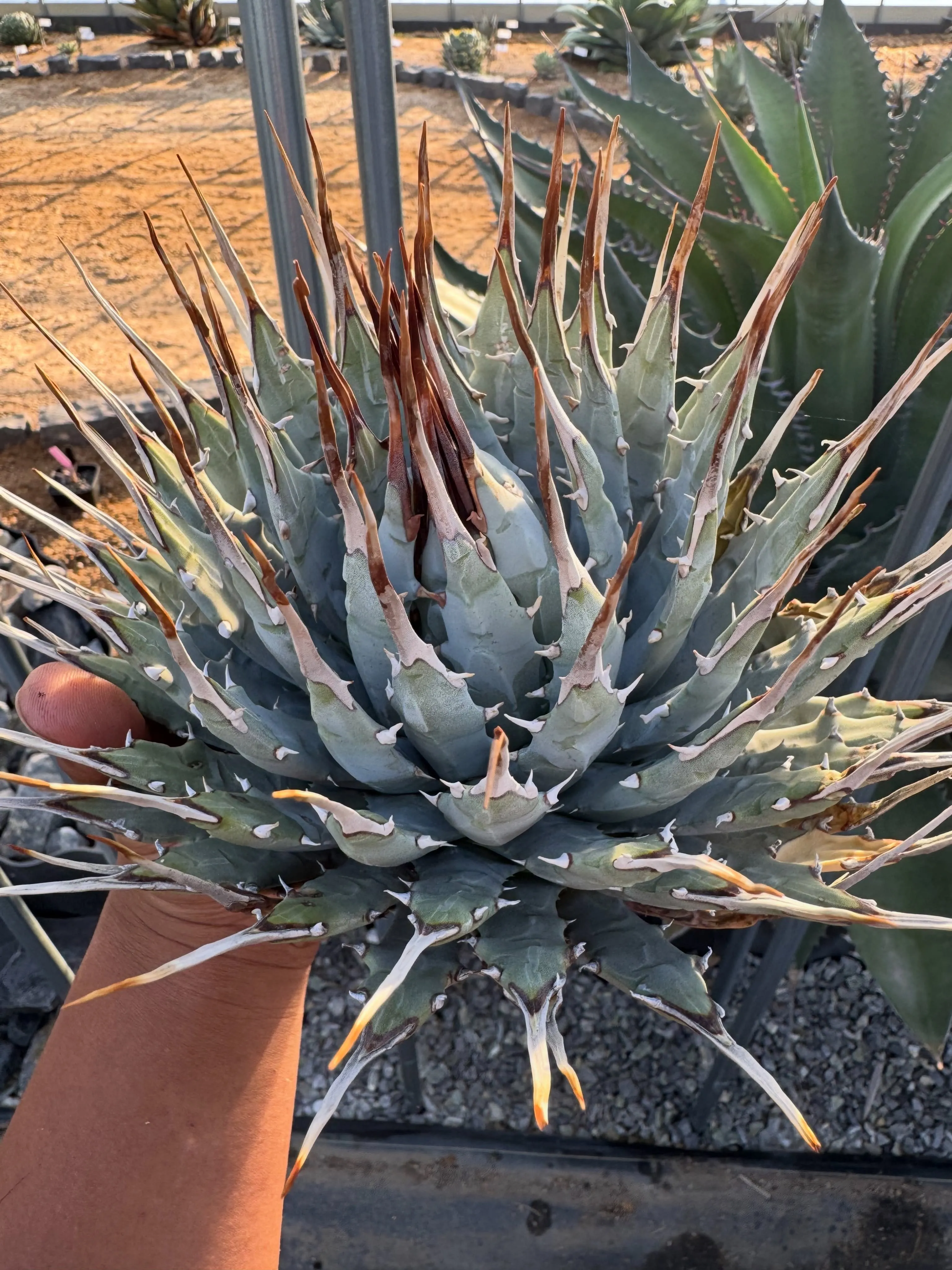 Agave Utahensis nevadensis