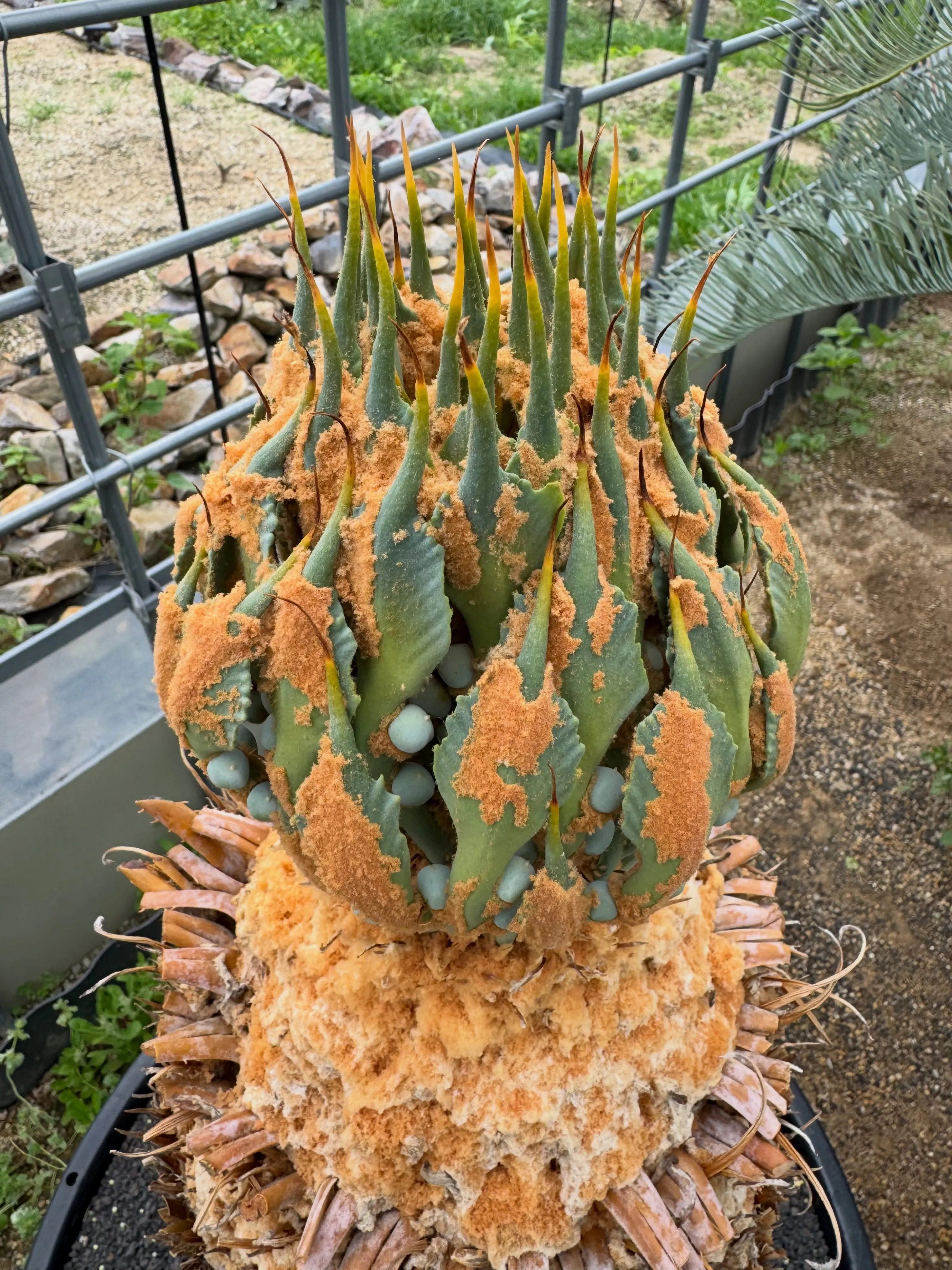 今年もカイルンシアナが色々と開花しております。