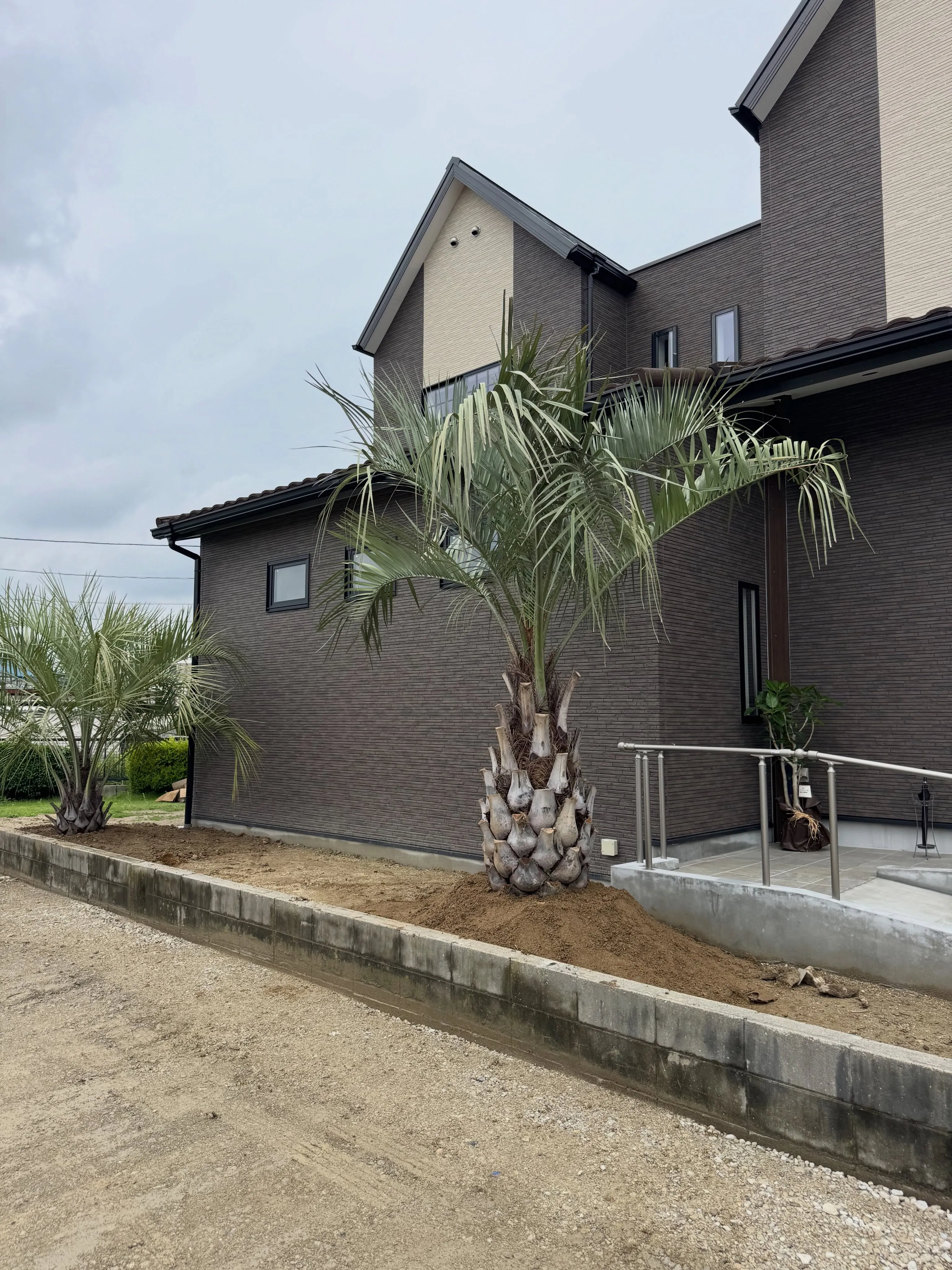 本日はココスヤシの植え込みでした。