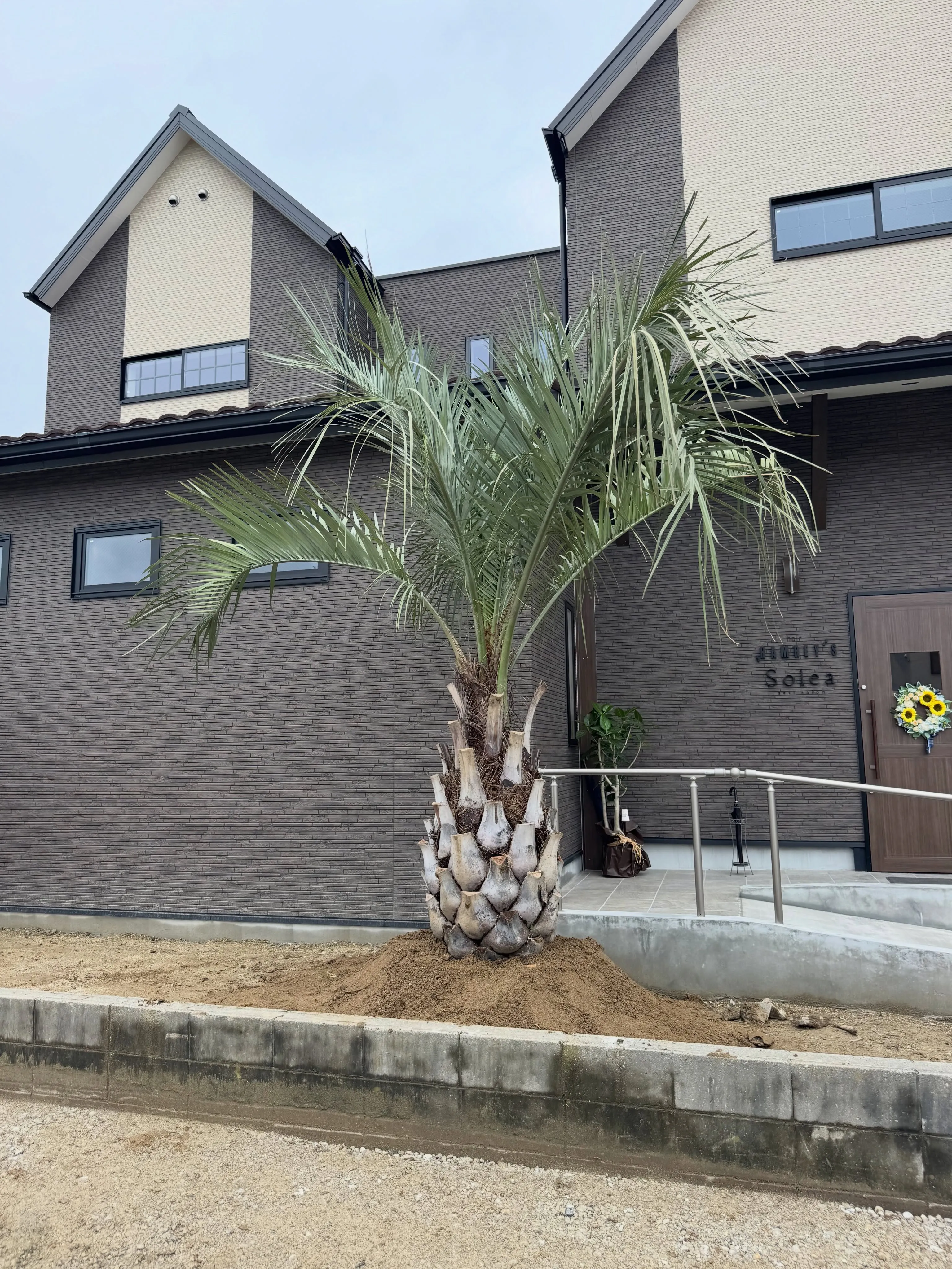 本日はココスヤシの植え込みでした。