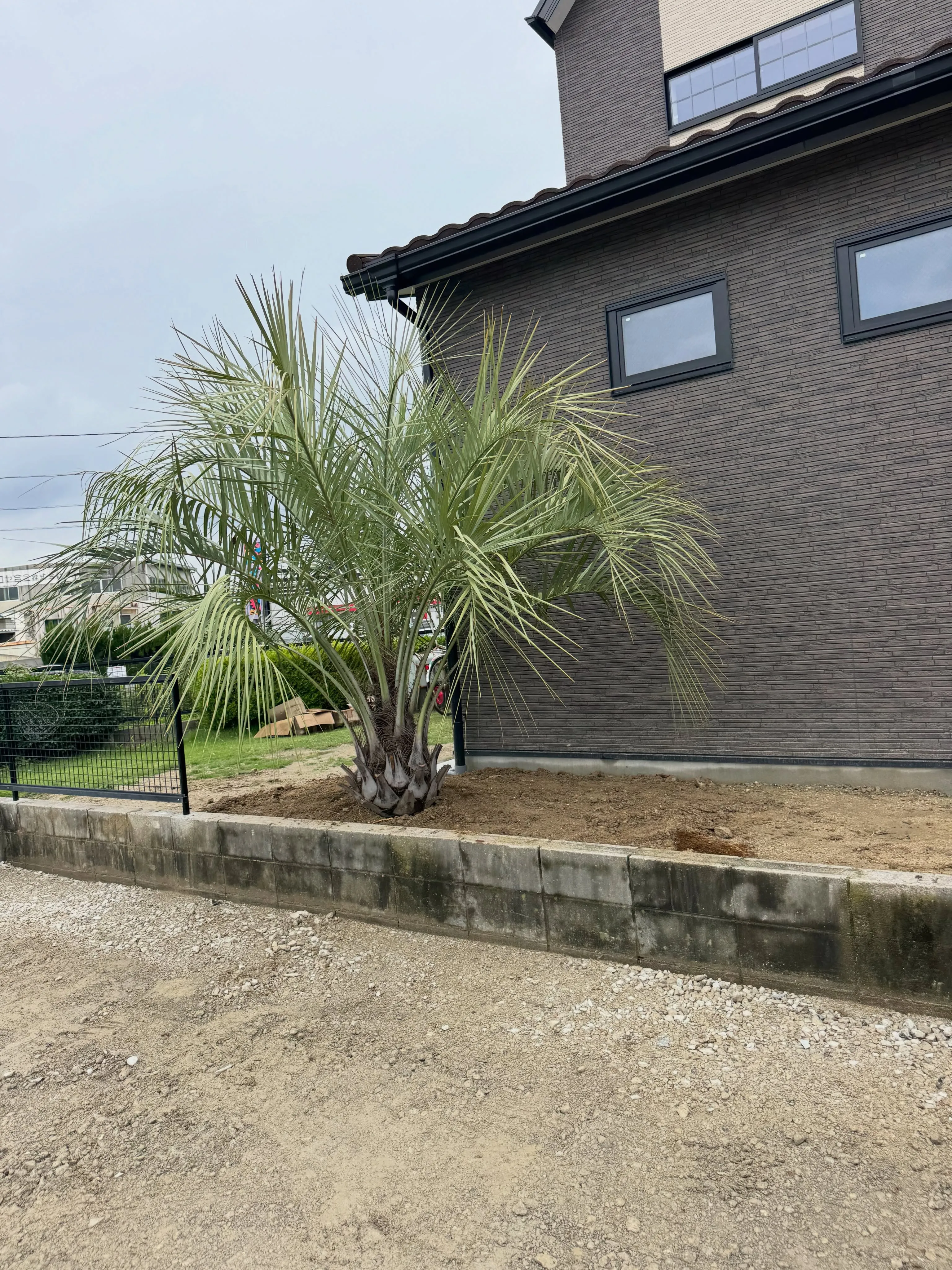 本日はココスヤシの植え込みでした。