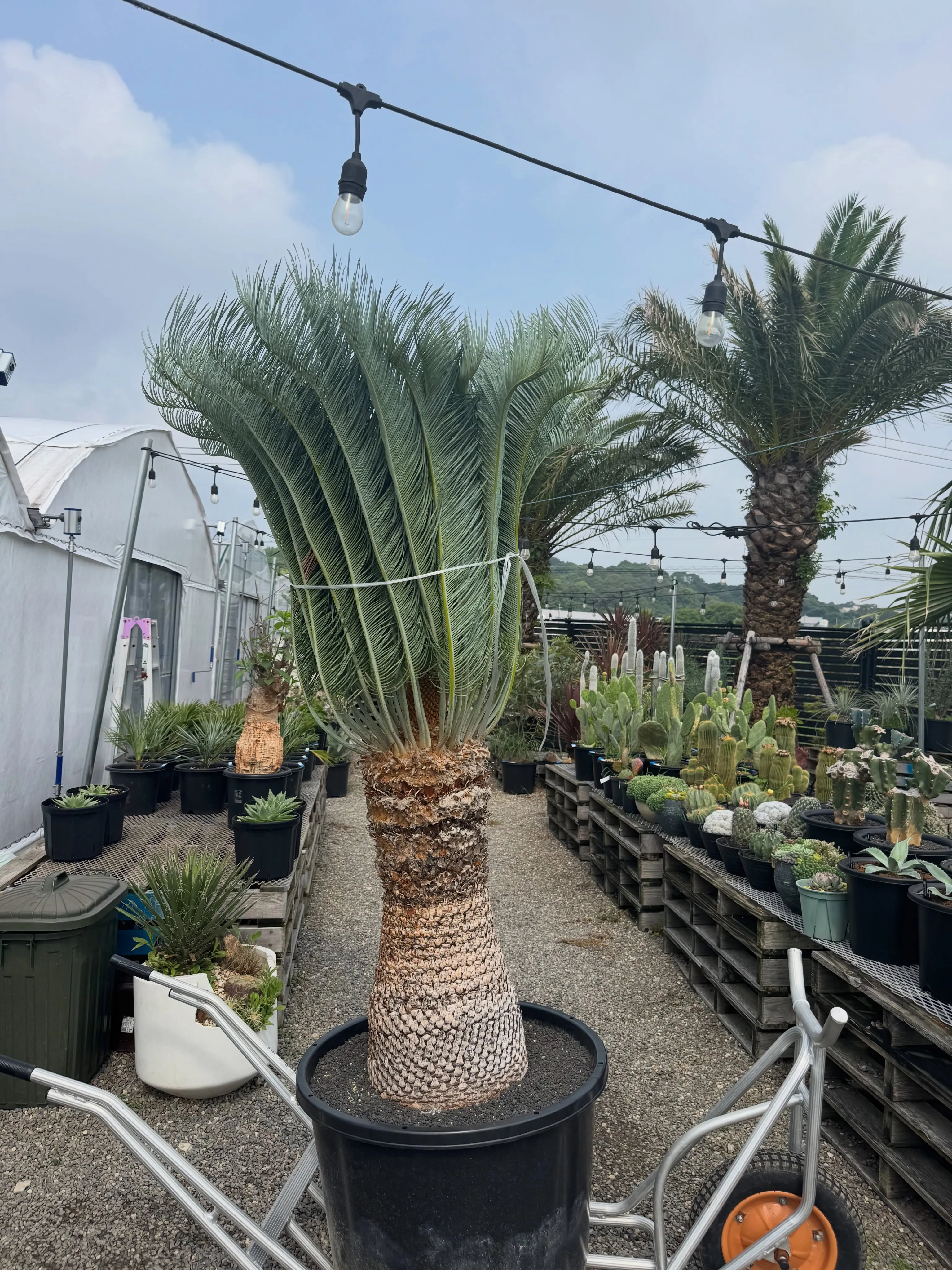当店で1番大きかったカイルンシアナの出荷でした。