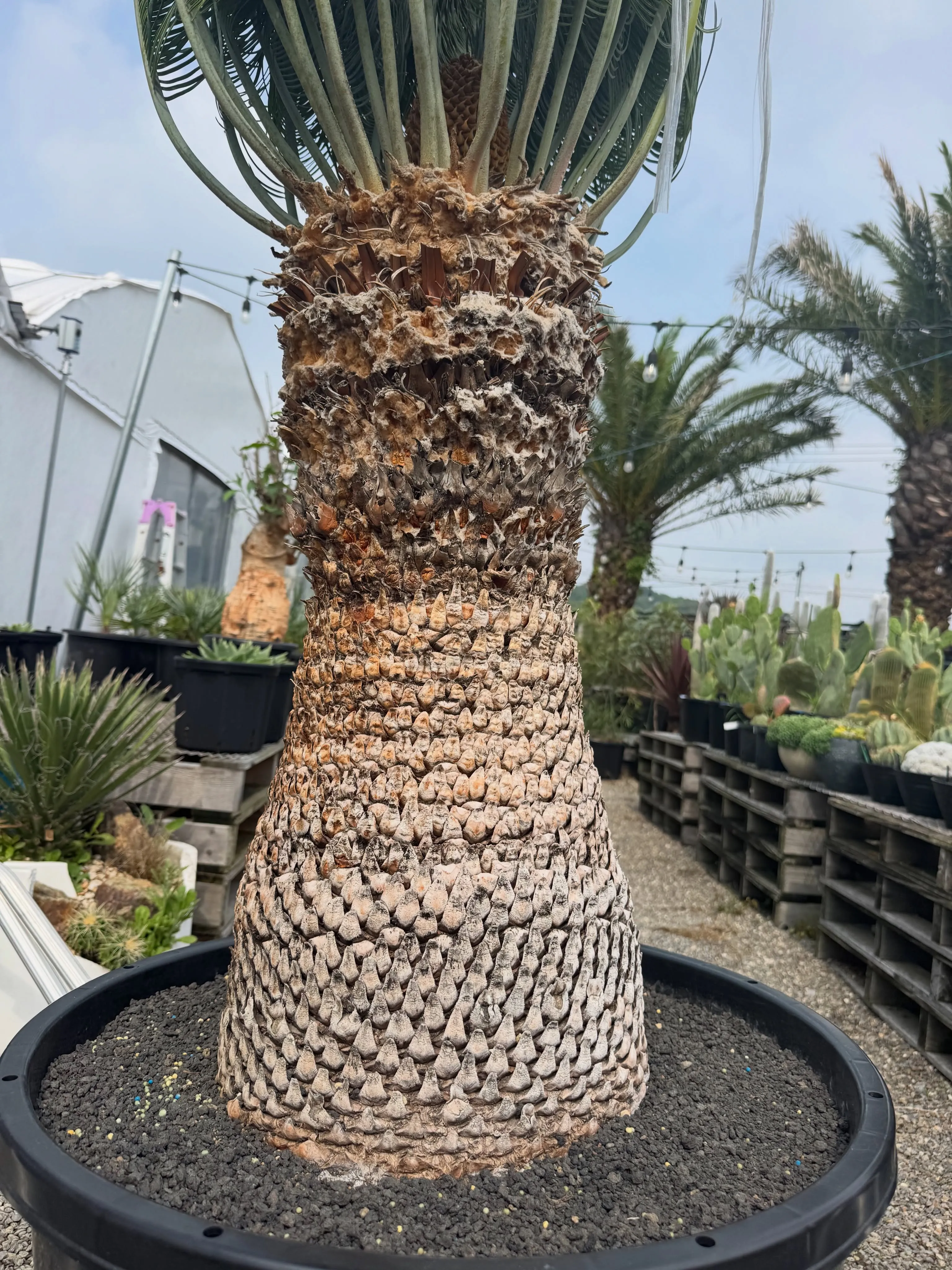 当店で1番大きかったカイルンシアナの出荷でした。