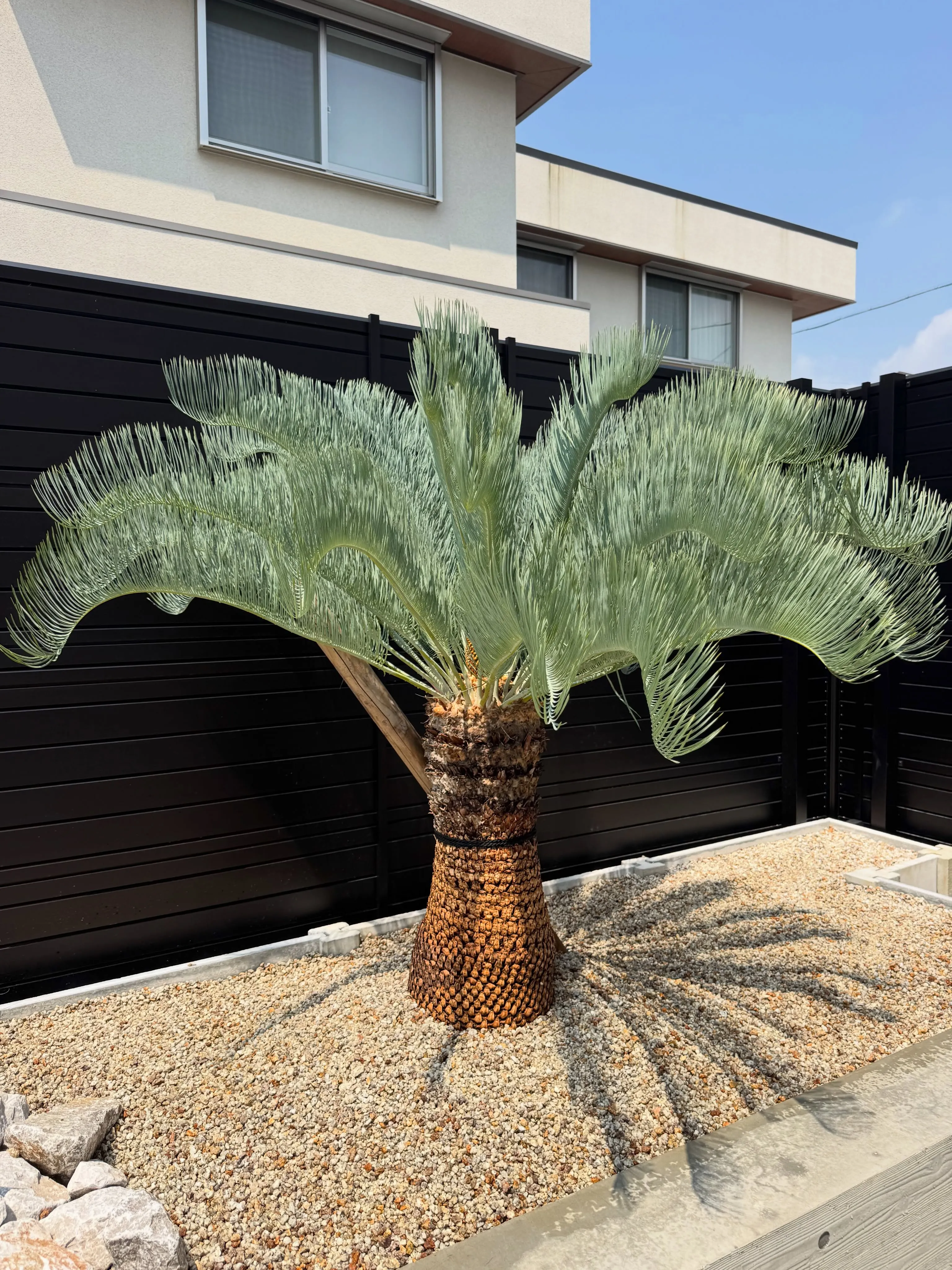 カイルンシアナの植え込みのご依頼でした。
