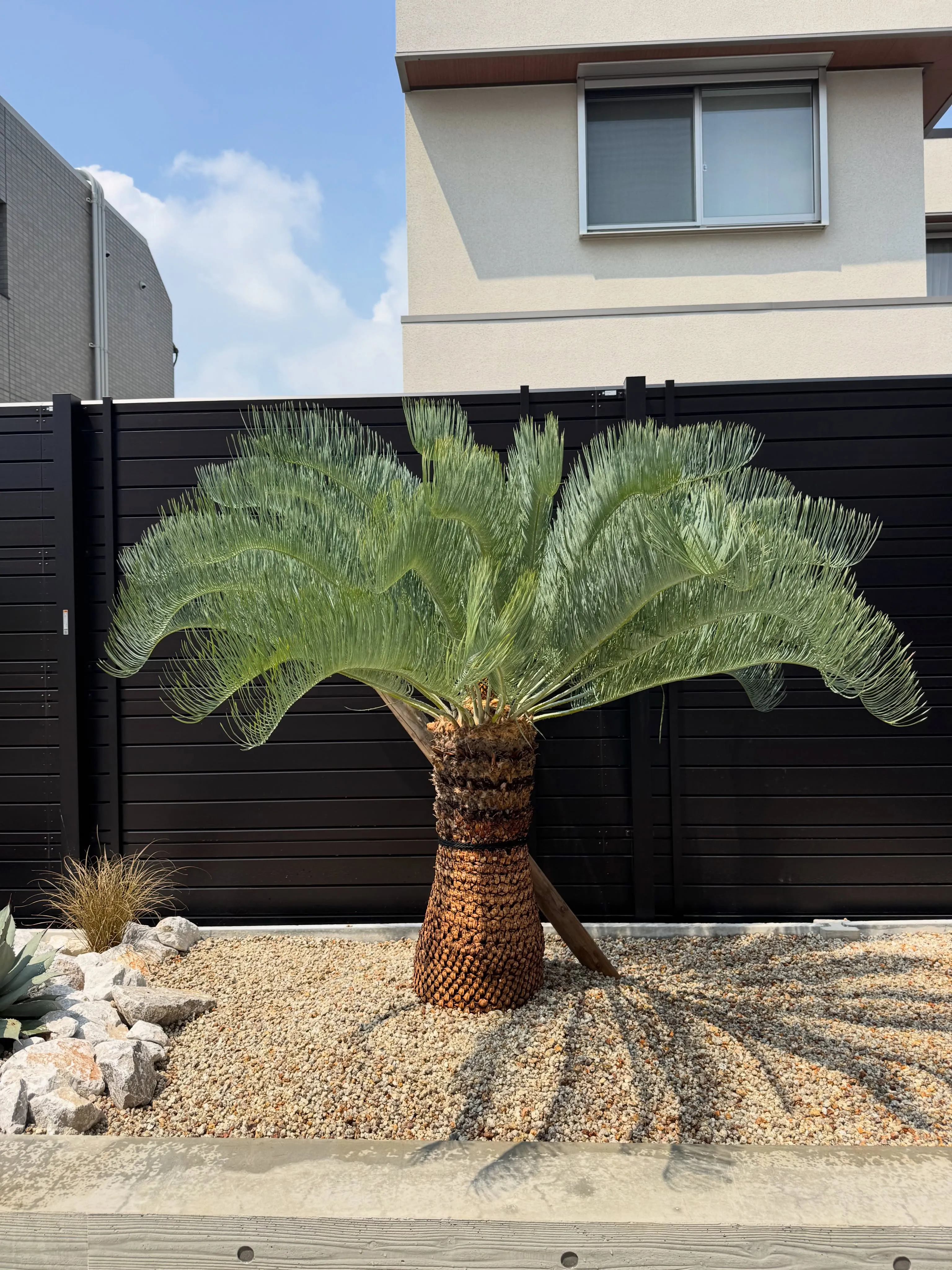 カイルンシアナの植え込みのご依頼でした。