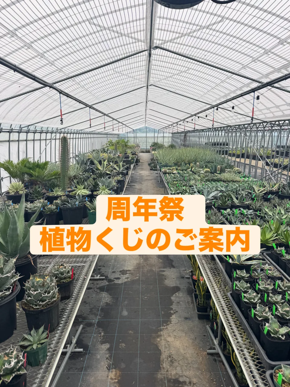 さて、植物くじの景品も準備ほぼ完了です。