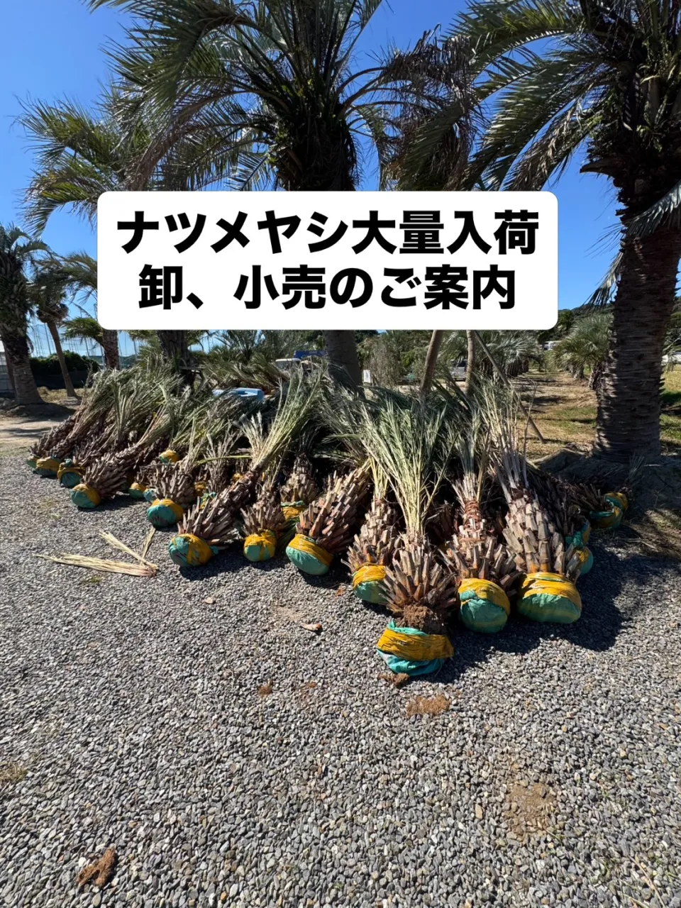 🌴 ナツメヤシ 特別価格でご案内 🌴