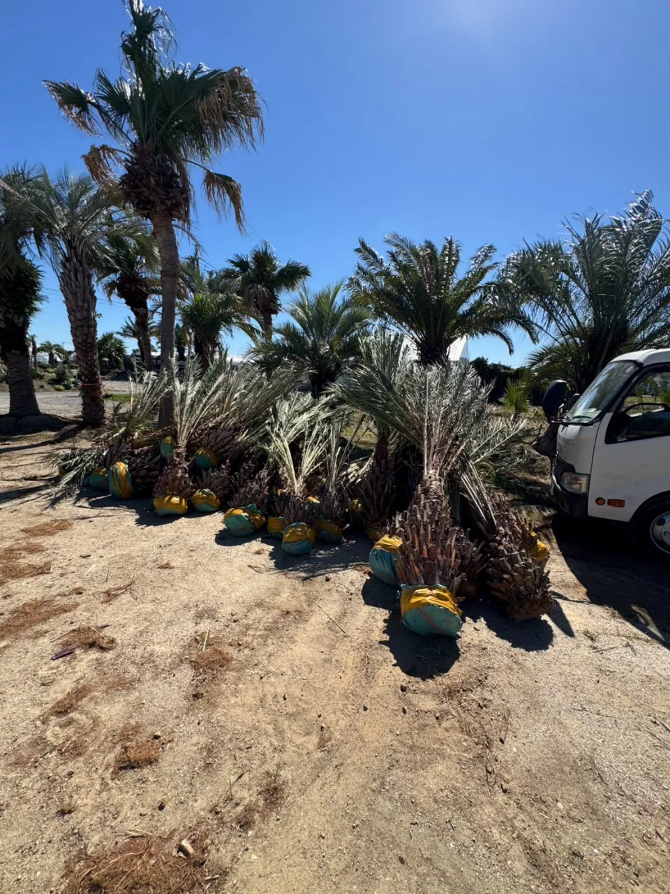 🌴 ナツメヤシ 特別価格でご案内 🌴