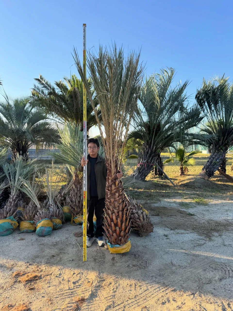 🌴 ナツメヤシ 特別価格でご案内 🌴