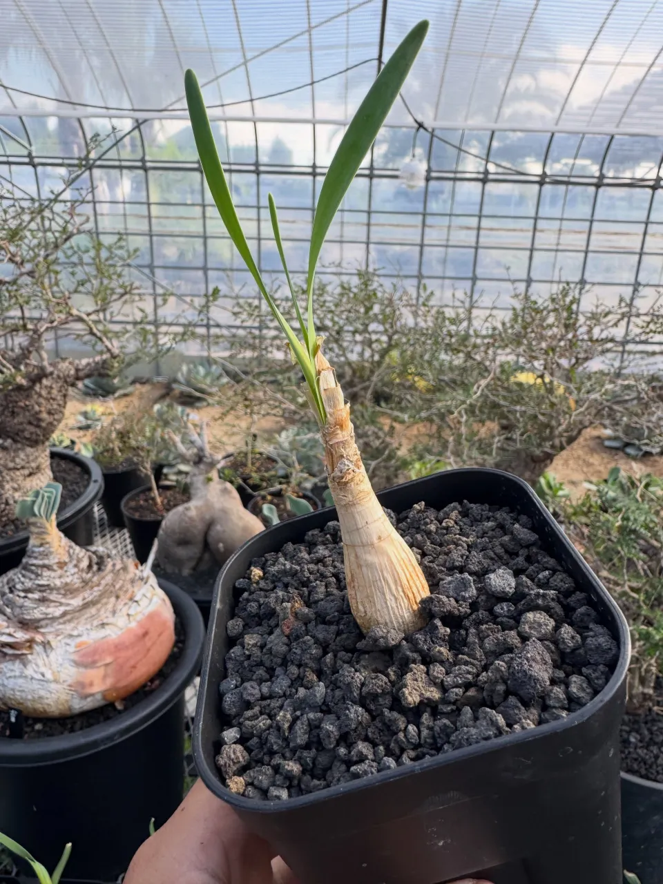 ブーファン　ハエマンソイデスの実生の小苗が入荷！