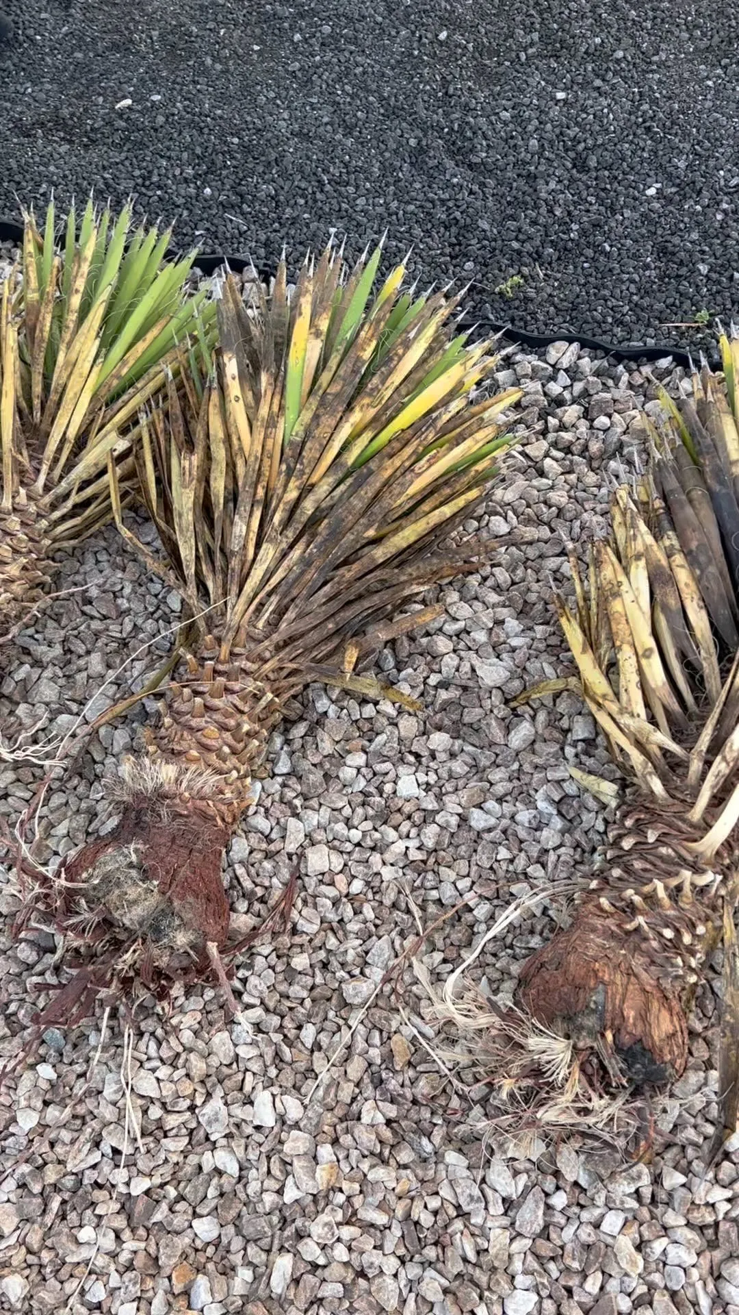 メキシコよりユッカも届いております。