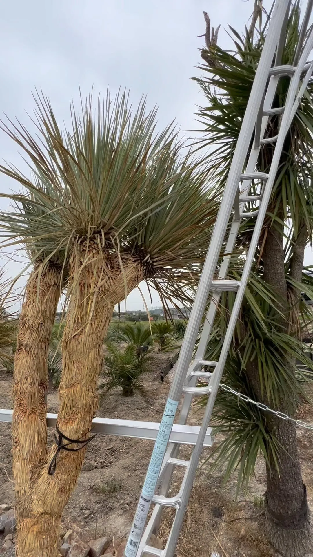 ロストの全体像が見たいとの要望がありましたので短い動画ですが...