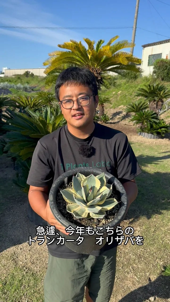オリザバを今年も急遽追加！